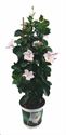Bild von KP19 Sundaville Tower Wit